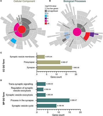 Interferon-γ exposure of human iPSC-derived neurons alters major histocompatibility complex I and synapsin protein expression
